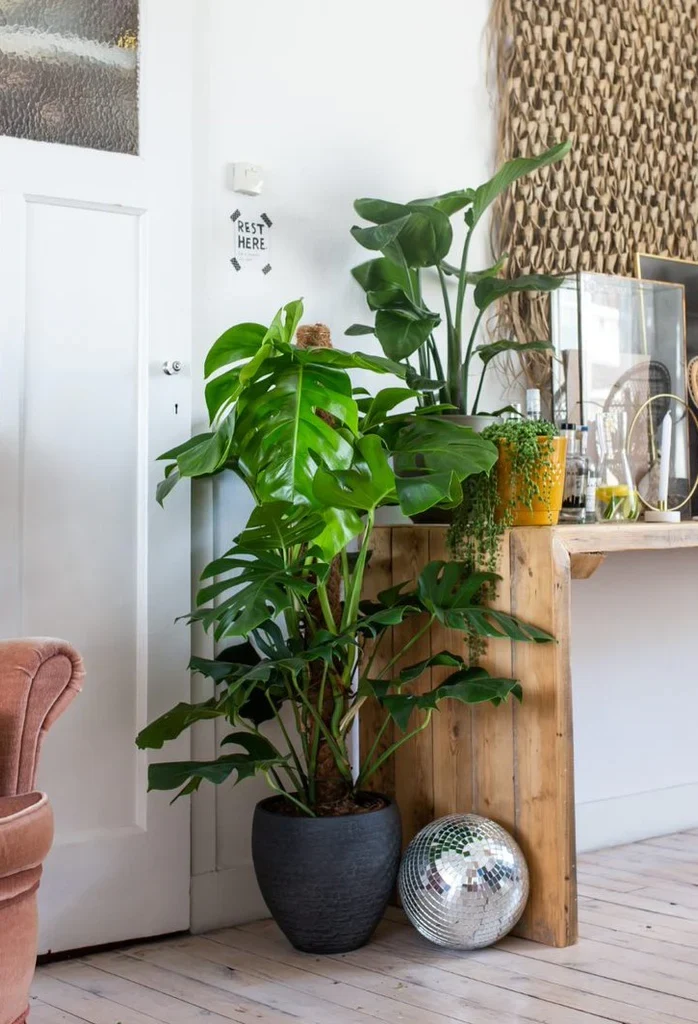 Monstera pertusum (Fensterblatt) (L)