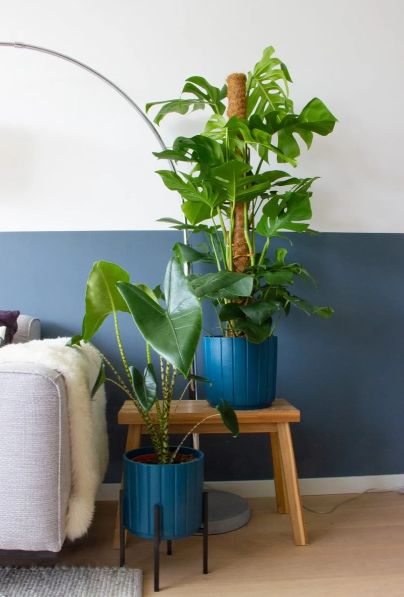 Monstera pertusum (Fensterblatt) (L)
