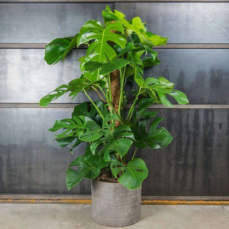Monstera pertusum (Fensterblatt) (L)