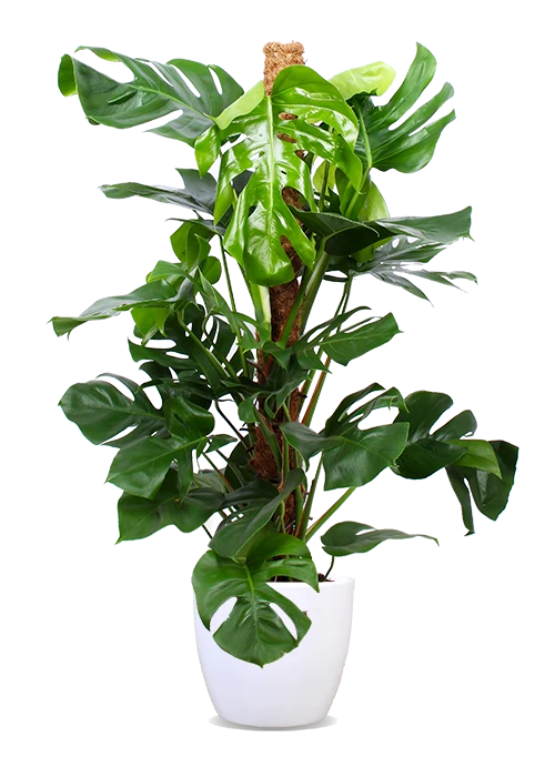 Monstera pertusum (Fensterblatt) (L)