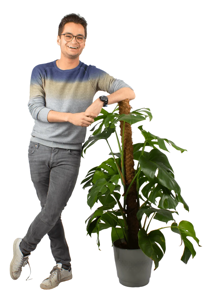 Monstera pertusum (Fensterblatt) (L)