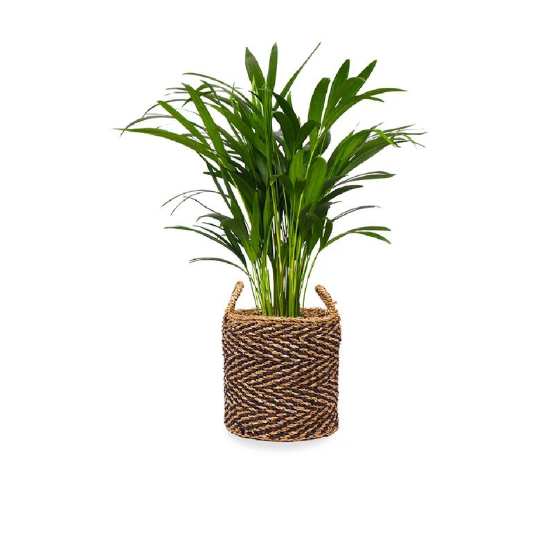 Areca Palme (Goldfruchtpalme) (M)