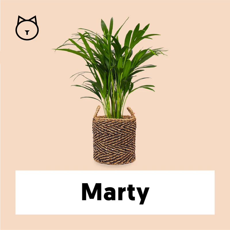 Areca Palme (Goldfruchtpalme) (M)