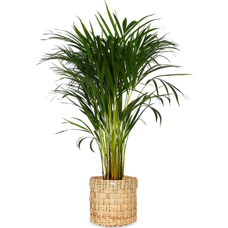 Areca Palme (Goldfruchtpalme) (M)