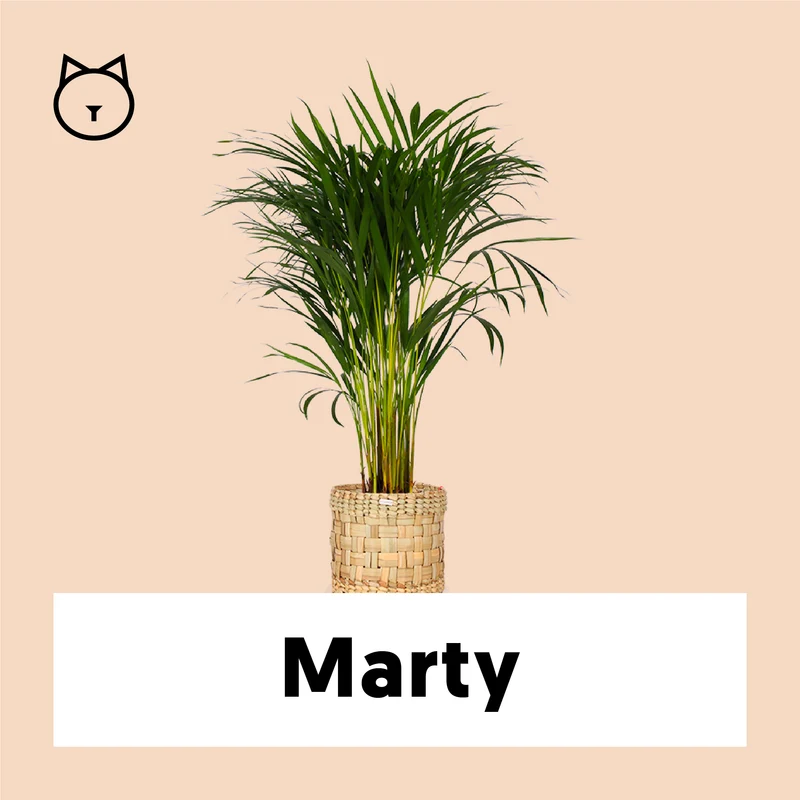 Areca Palme (Goldfruchtpalme) (M)