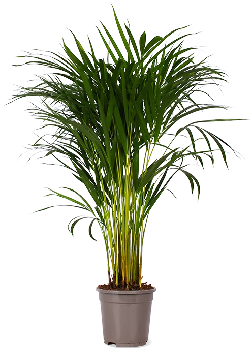 Areca Palme (Goldfruchtpalme) (M)