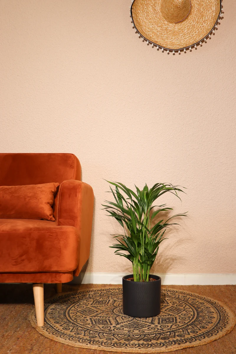 Areca Palme (Goldfruchtpalme) (M)