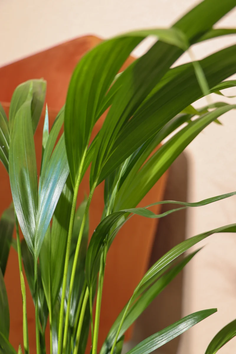 Areca Palme (Goldfruchtpalme) (M)