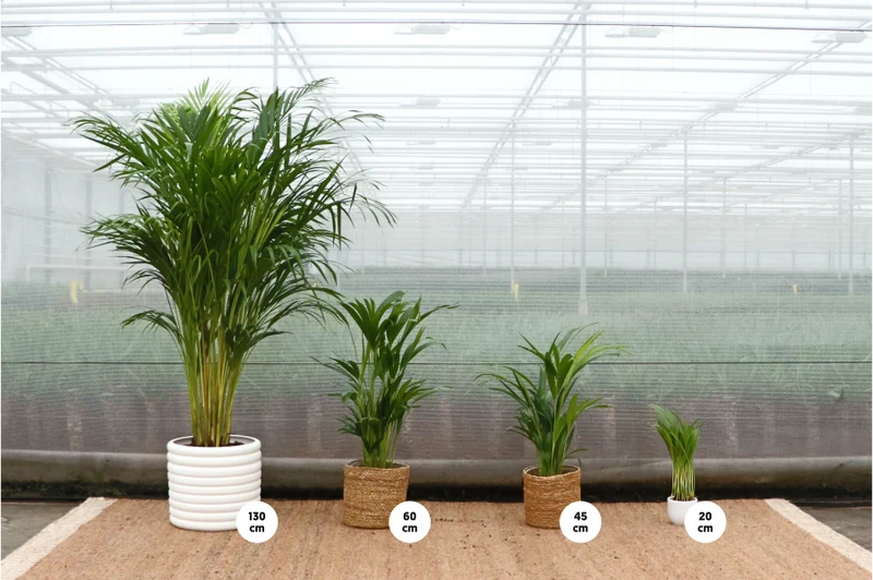 Areca Palme (Goldfruchtpalme) (M)