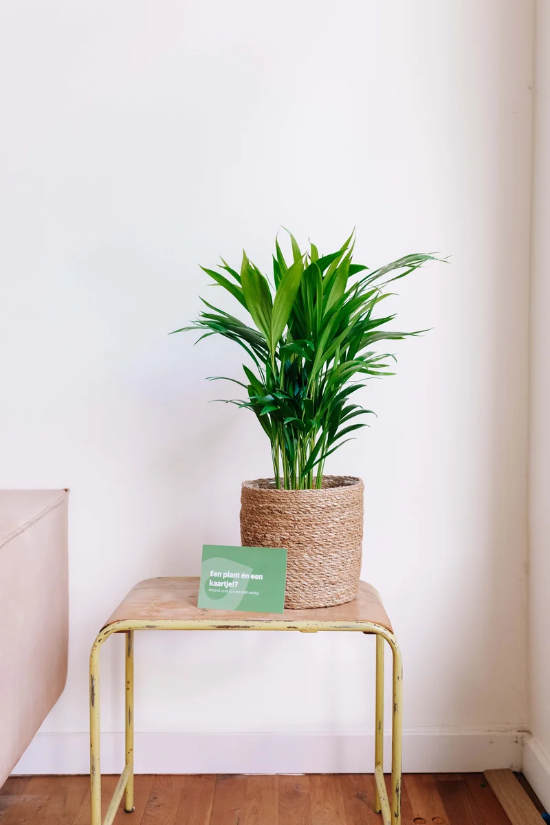 Areca Palme (Goldfruchtpalme) (M)