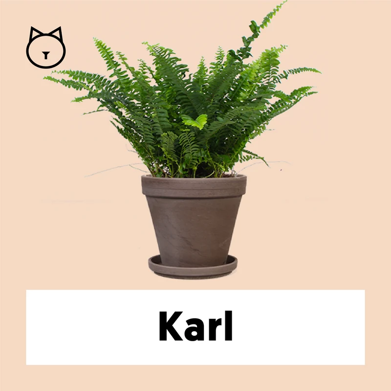 Nephrolepis (Schwertfarn) (S)