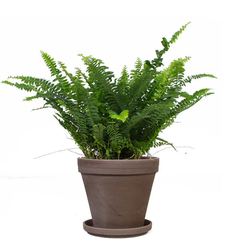 Nephrolepis (Schwertfarn) (S)