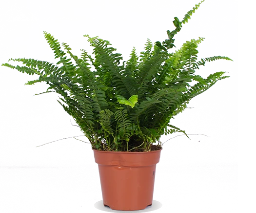 Nephrolepis (Schwertfarn) (S)