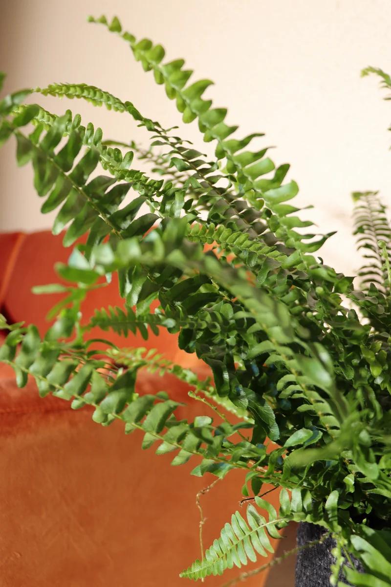 Nephrolepis (Schwertfarn) (S)