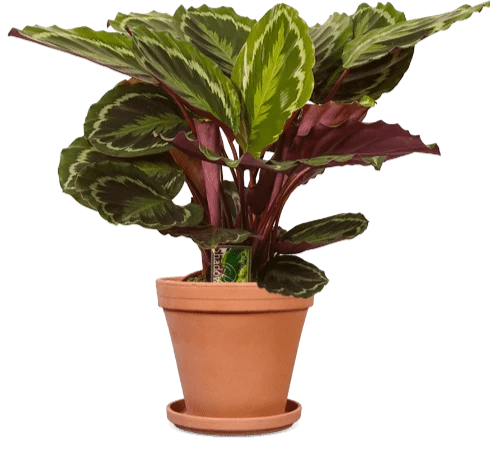 Calathea medallion (Korbmarante) (M)