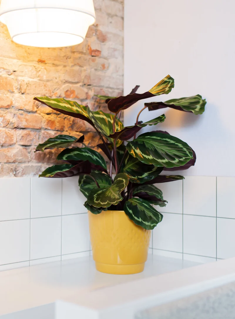 Calathea medallion (Korbmarante) (M)