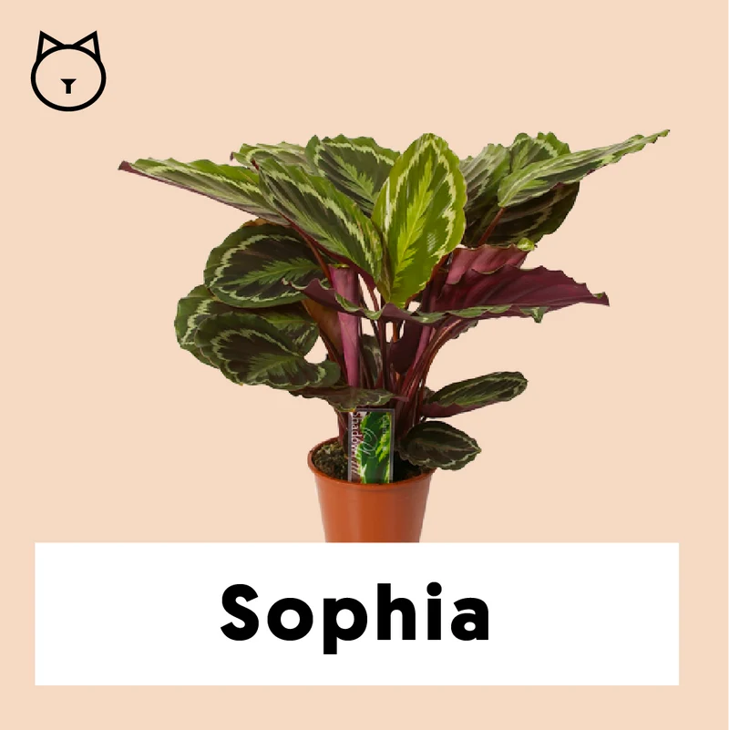Calathea medallion (Korbmarante) (M)