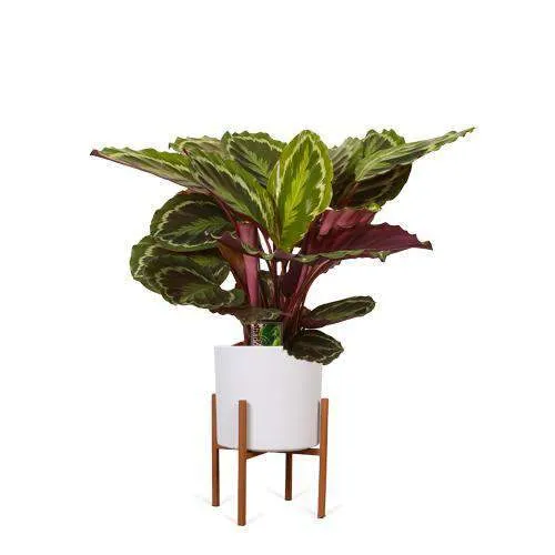 Calathea medallion (Korbmarante) (M)