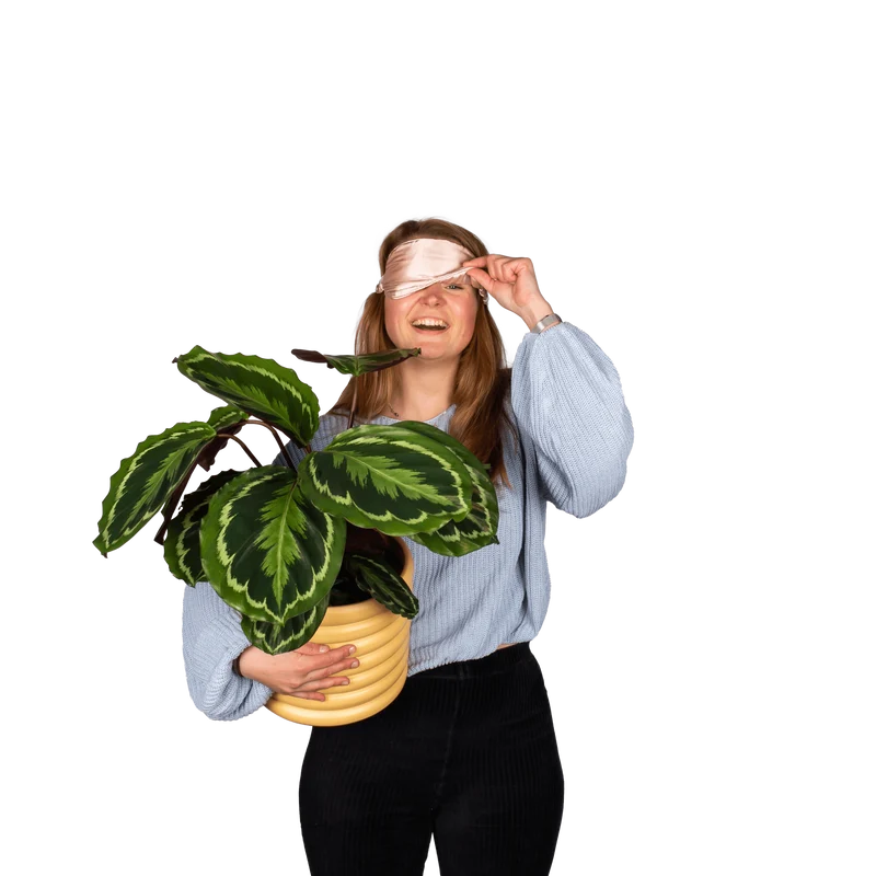 Calathea medallion (Korbmarante) (M)