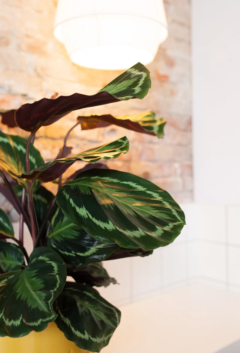 Calathea medallion (Korbmarante) (M)