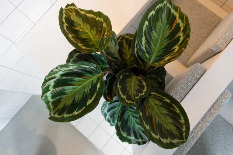 Calathea medallion (Korbmarante) (M)