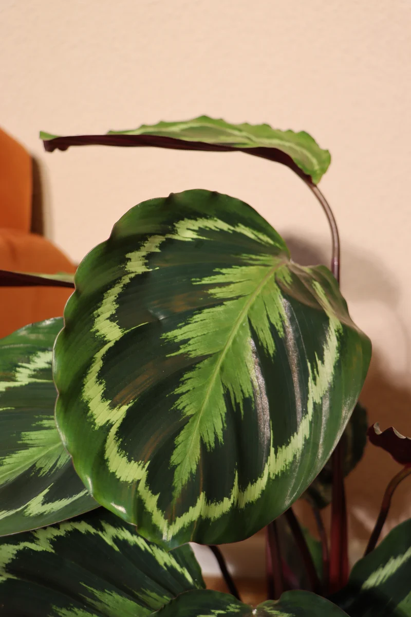 Calathea medallion (Korbmarante) (M)