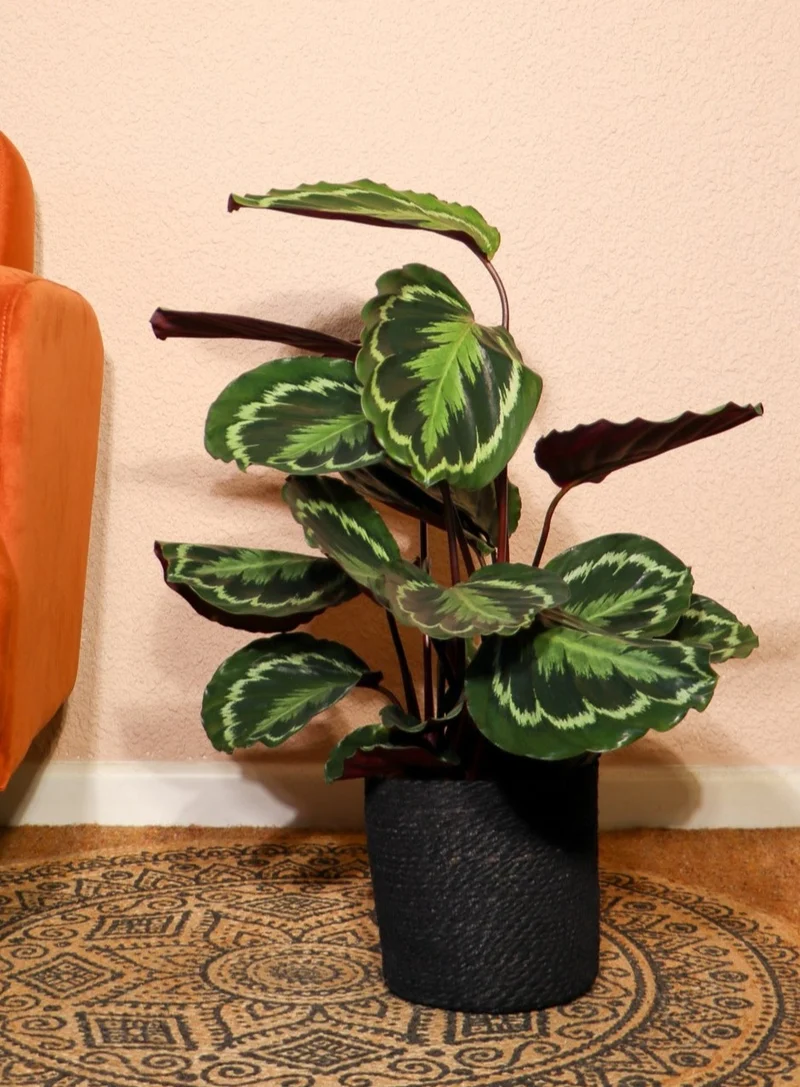 Calathea medallion (Korbmarante) (M)
