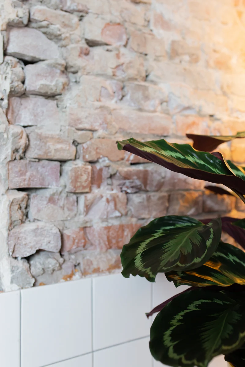 Calathea medallion (Korbmarante) (M)
