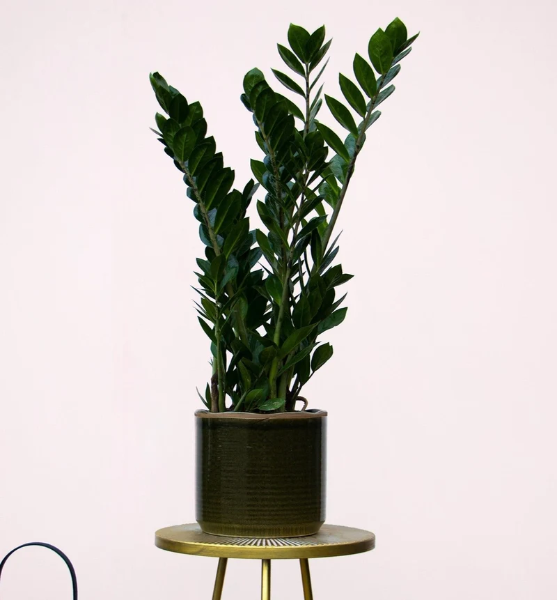 Zamioculcas (Glücksfeder) (M)
