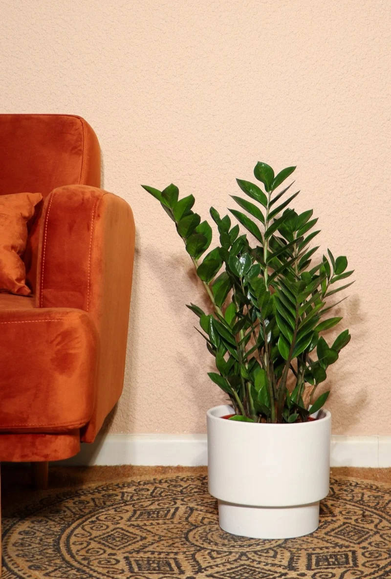 Zamioculcas (Glücksfeder) (M)