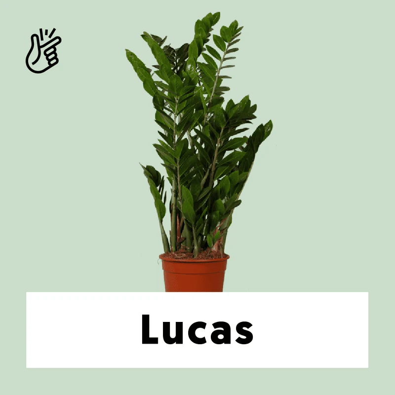 Zamioculcas (Glücksfeder) (M)