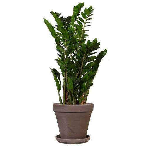 Zamioculcas (Glücksfeder) (M)