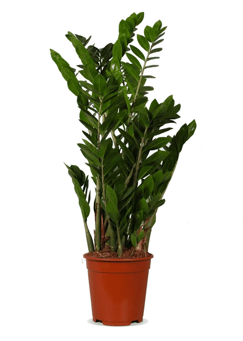 Zamioculcas (Glücksfeder) (M)