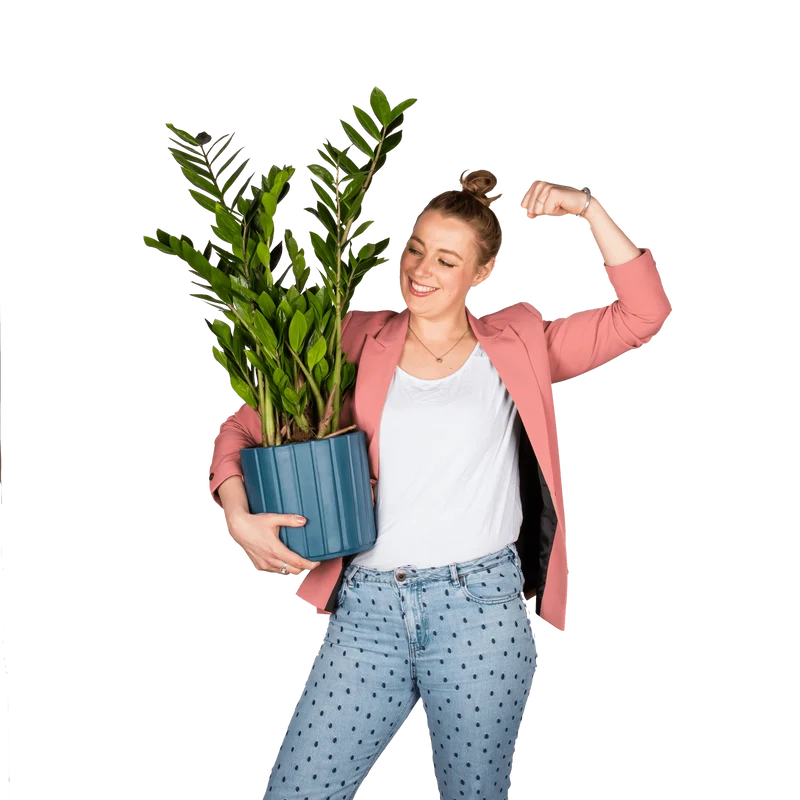 Zamioculcas (Glücksfeder) (M)