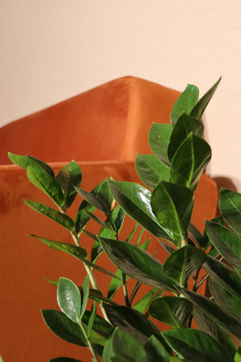 Zamioculcas (Glücksfeder) (M)