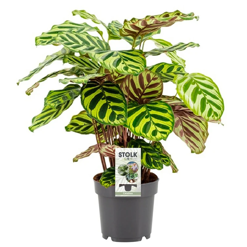 Calathea makoyana, Pfauenauge-Pflanze, Topf Ø 14 cm, Höhe 45 cm