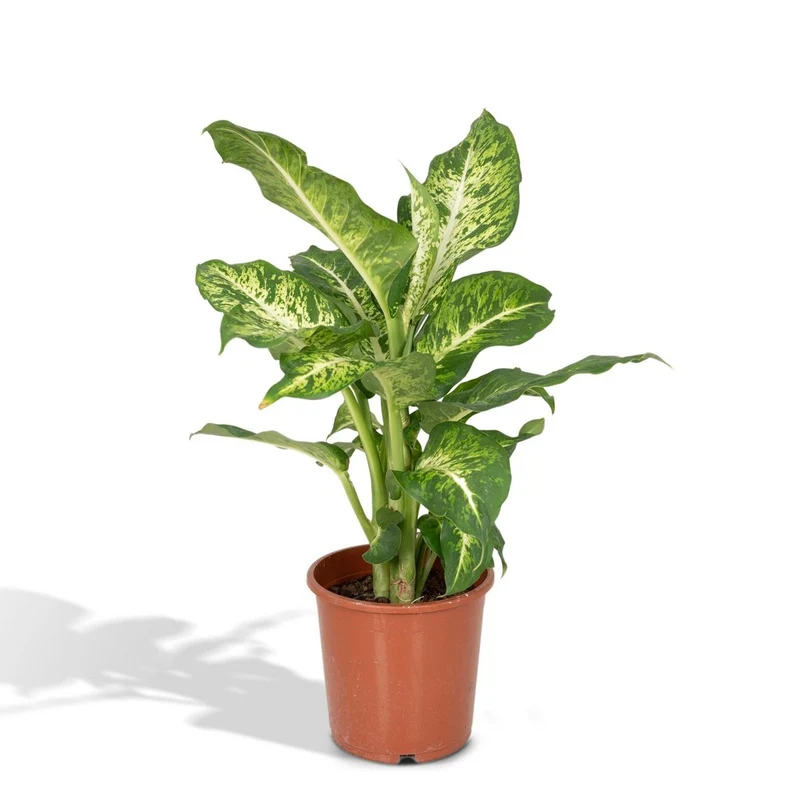 Dieffenbachia Mars, Topf Ø 17 cm, Höhe 50 cm