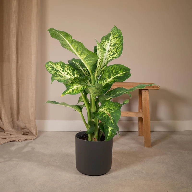 Dieffenbachia Mars, Topf Ø 17 cm, Höhe 50 cm