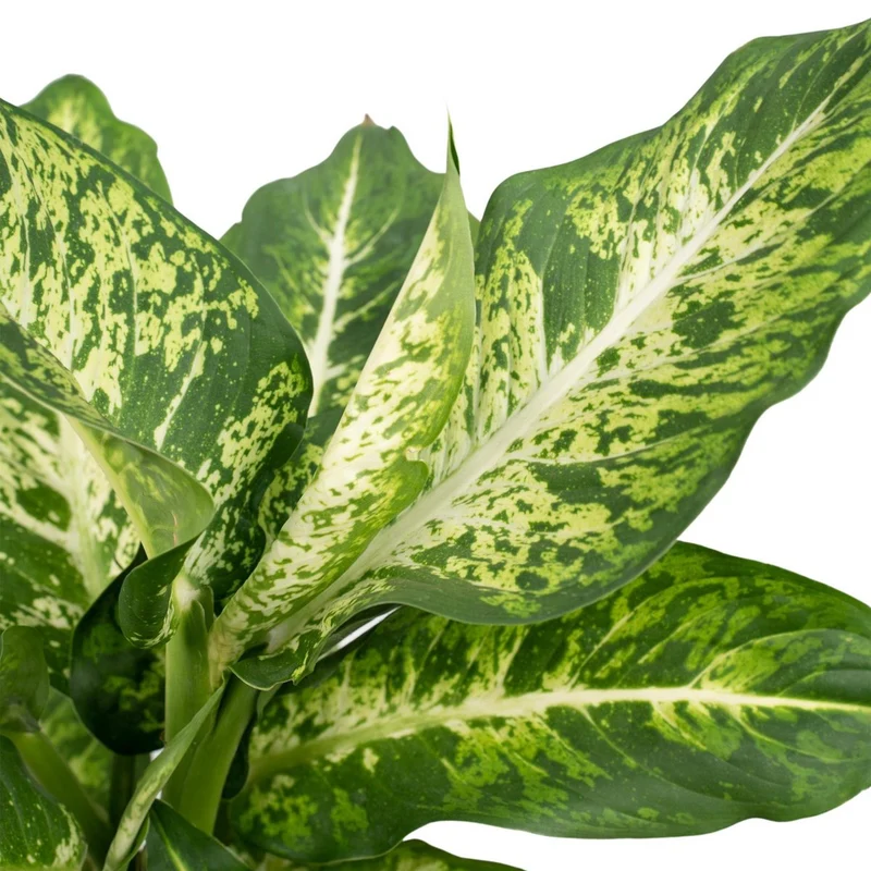Dieffenbachia Mars, Topf Ø 17 cm, Höhe 50 cm