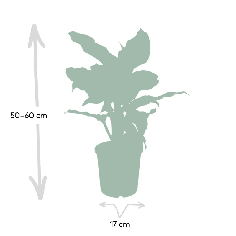 Dieffenbachia Mars, Topf Ø 17 cm, Höhe 50 cm