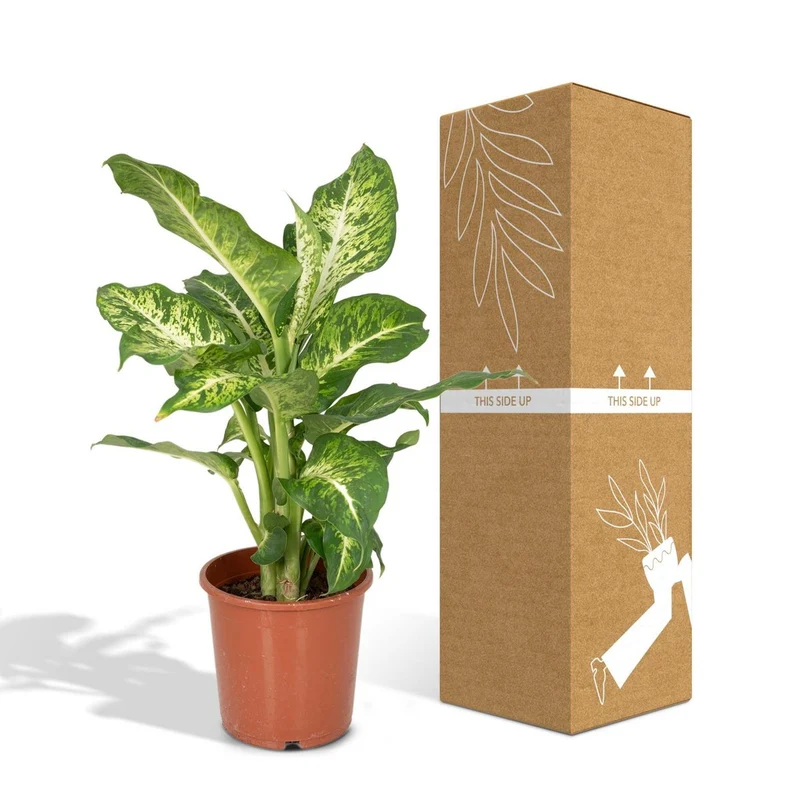 Dieffenbachia Mars, Topf Ø 17 cm, Höhe 50 cm