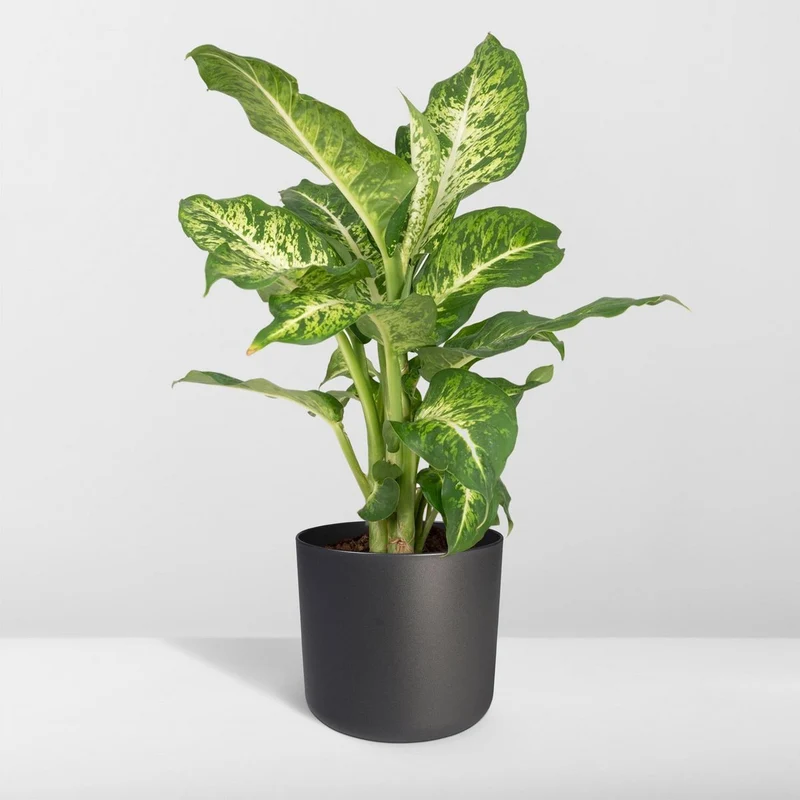 Dieffenbachia Mars, Topf Ø 17 cm, Höhe 50 cm