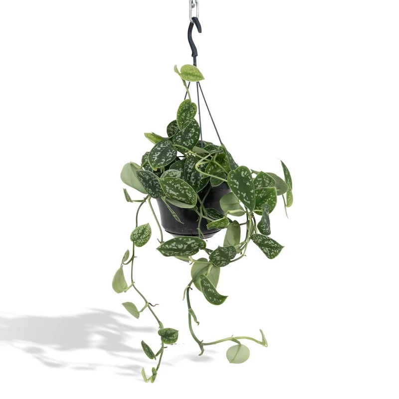 Scindapsus pictus Trebie, Gefleckte Efeutute, Topf Ø 15 cm, Höhe 25 cm