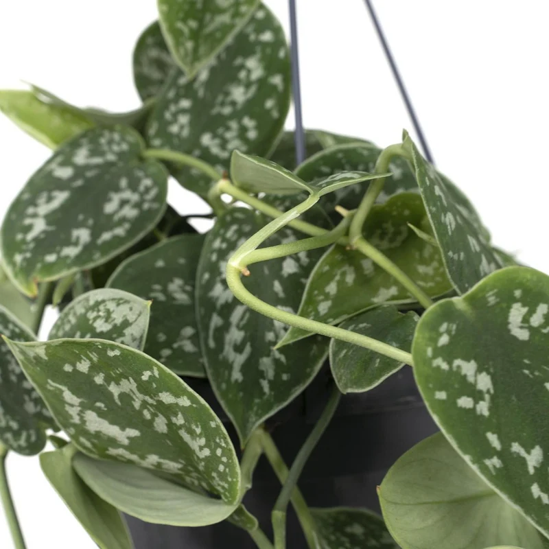 Scindapsus pictus Trebie, Gefleckte Efeutute, Topf Ø 15 cm, Höhe 25 cm