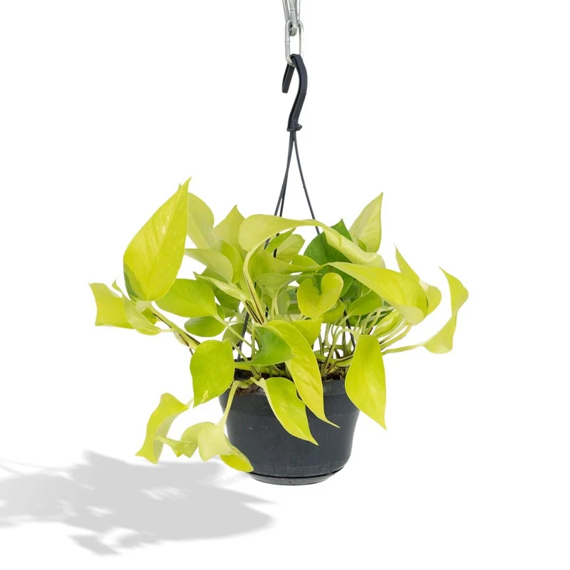 Epipremnum aureum, Efeutute, Topf Ø 15 cm, Höhe 25 cm