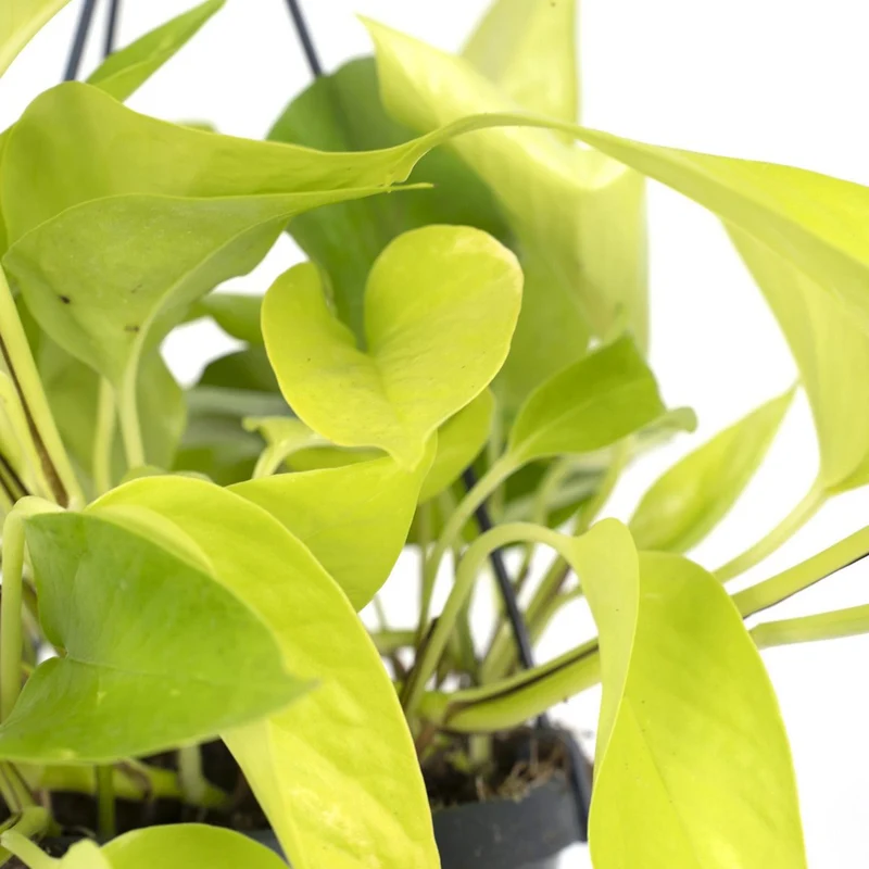 Epipremnum aureum, Efeutute, Topf Ø 15 cm, Höhe 25 cm