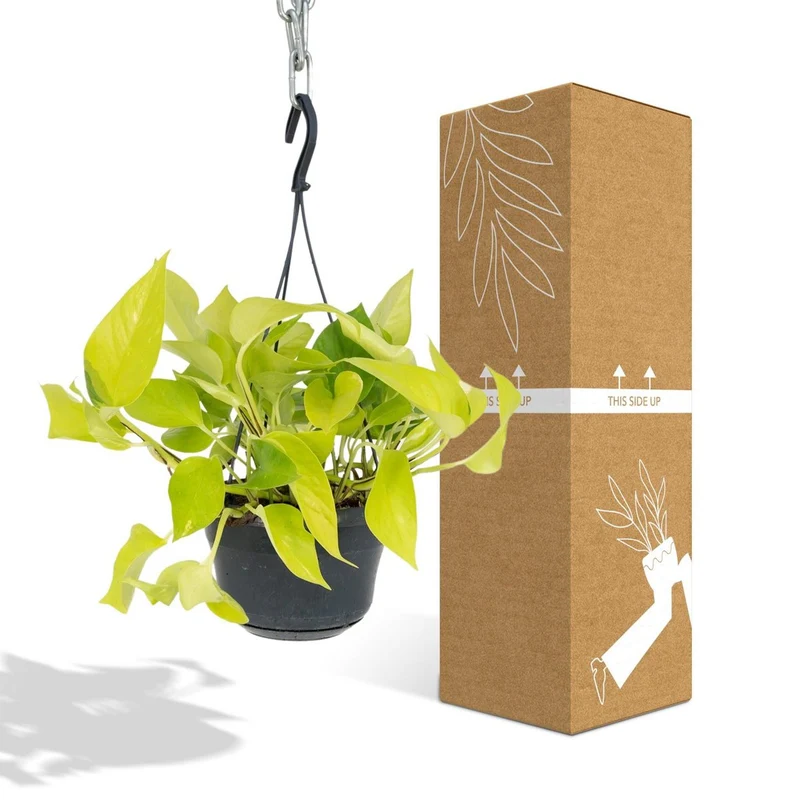 Epipremnum aureum, Efeutute, Topf Ø 15 cm, Höhe 25 cm