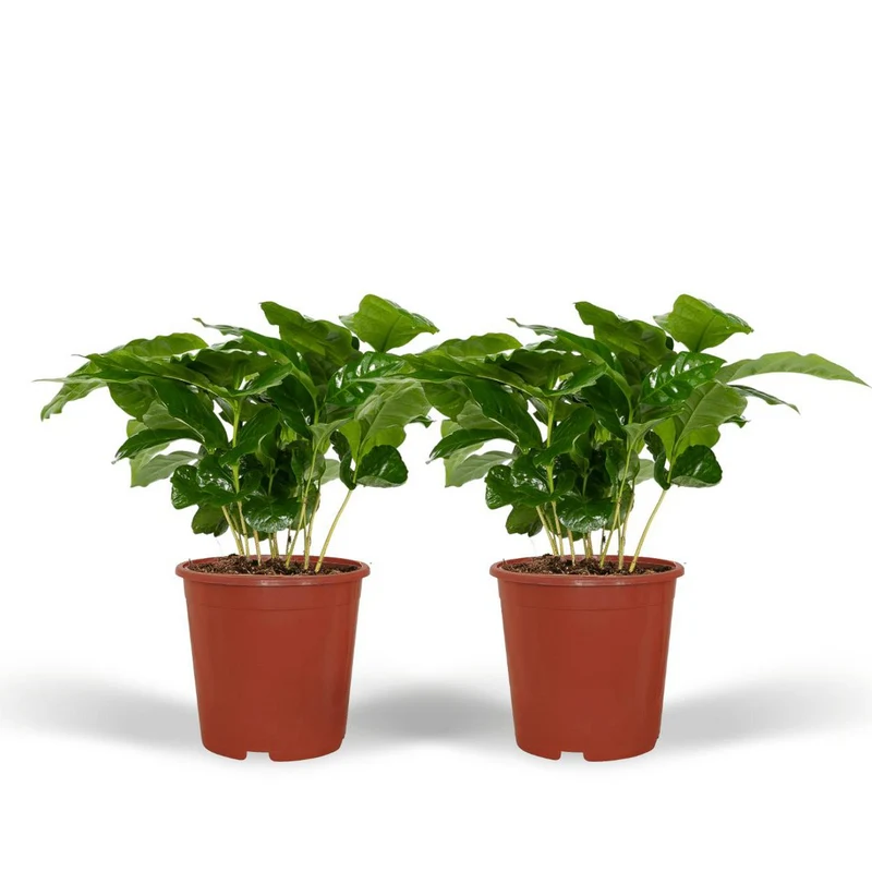 Coffea Arabica - Kaffeepflanze, 2 Exemplare, Topf Ø 12 cm, Höhe 25 cm