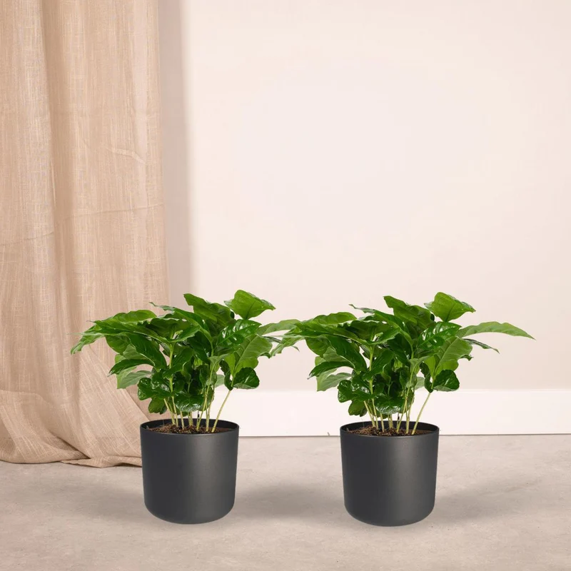 Coffea Arabica - Kaffeepflanze, 2 Exemplare, Topf Ø 12 cm, Höhe 25 cm