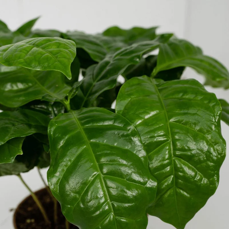 Coffea Arabica - Kaffeepflanze, 2 Exemplare, Topf Ø 12 cm, Höhe 25 cm